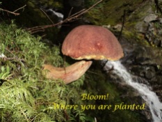Bloom Where You Are