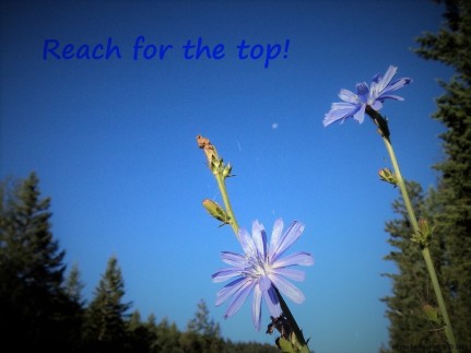 Reach For The Top